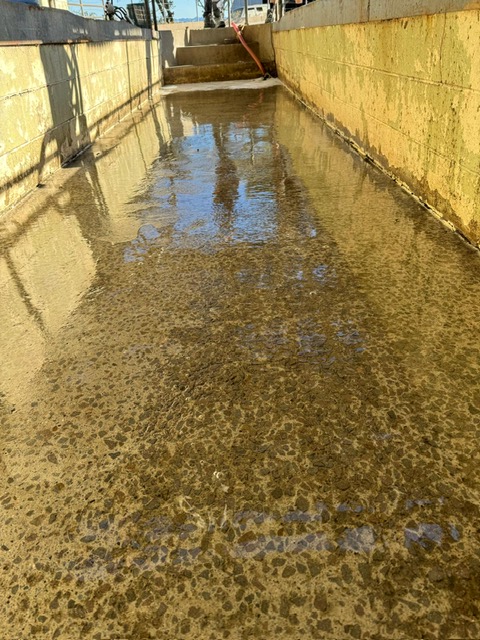 cow shed before Cow Shed before NZ Grinders Tauranga